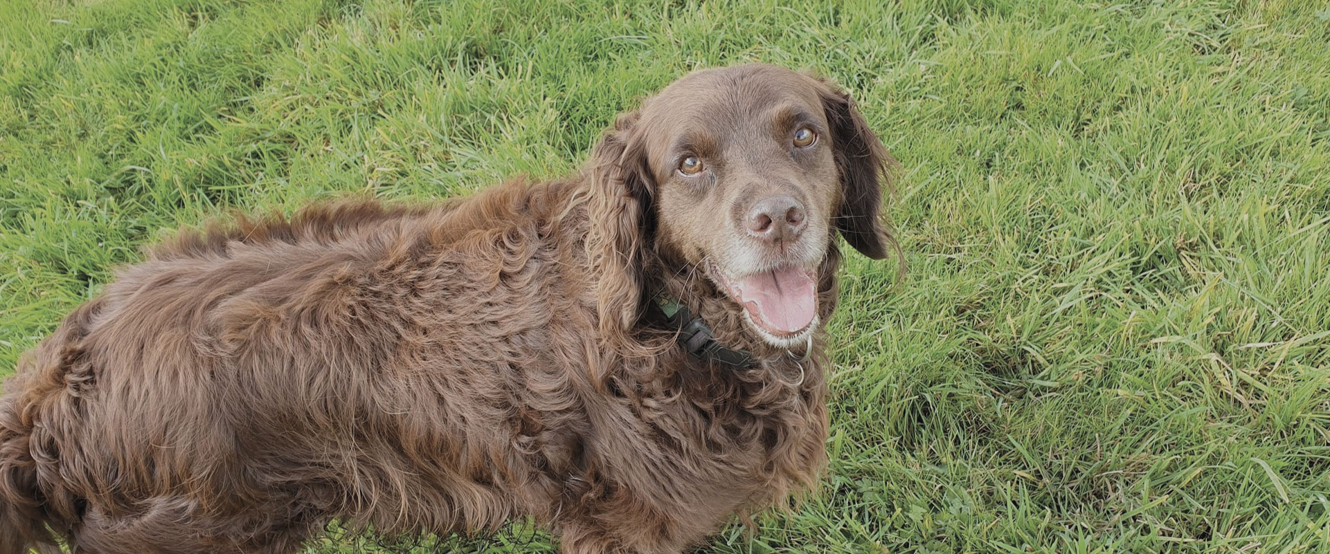Stainthwaite Dog Grooming Nelson & Colne Lancashire