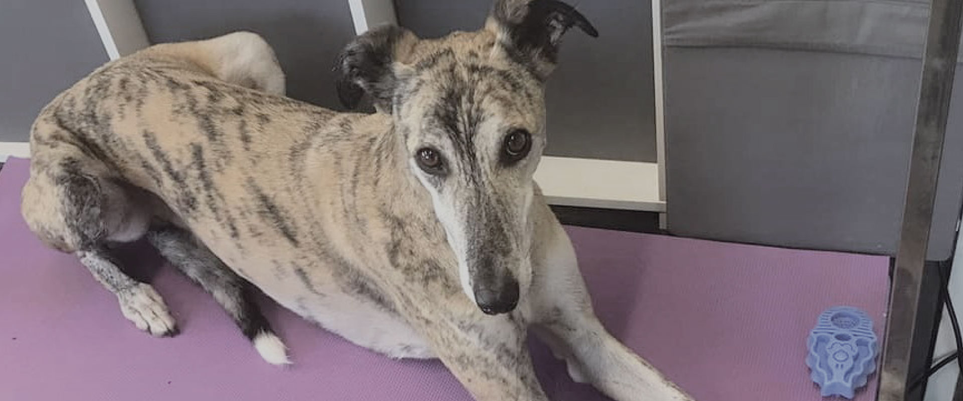 Stainthwaite Dog Grooming Nelson & Colne Lancashire